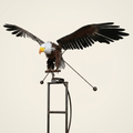 Metal Bird Spinner — Flying Eagle design